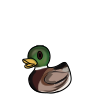 Mallard Ducky