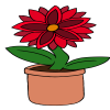 Red Starflower